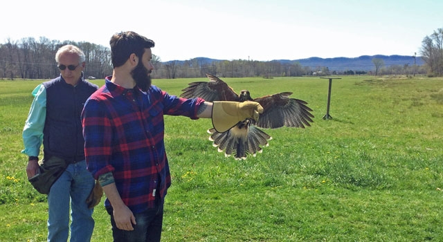 New England Falconry, Hadley | Photo by Melissa Breor
