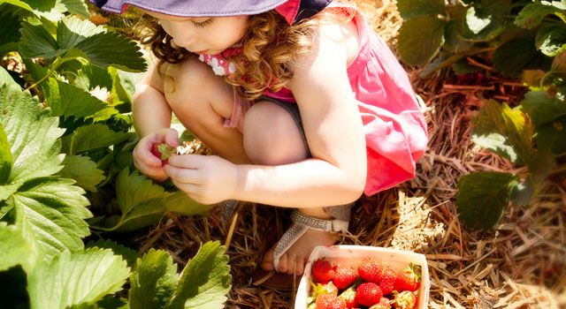 Strawberry Picking | Photo by Lynne Graves